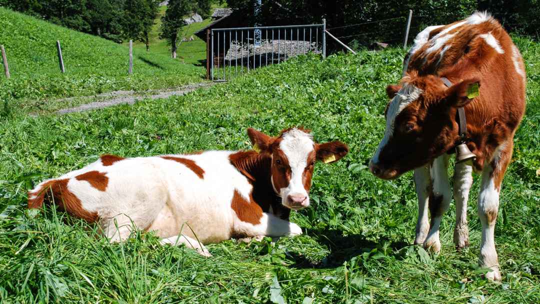 Cows on the Alp