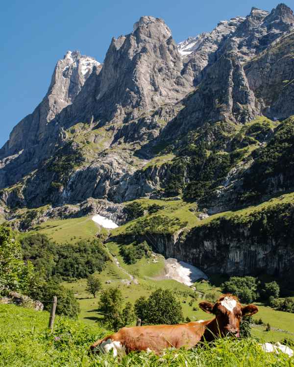 Kuh auf der Alp Scheidegg